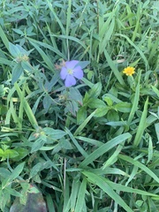 Pterolepis glomerata