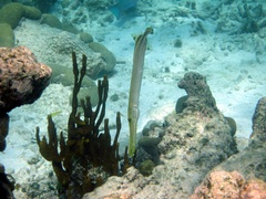 Aulostomus maculatus
