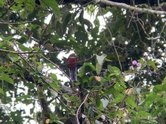 Trogon collaris