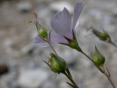 Linum tenuifolium