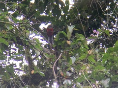 Trogon collaris