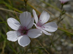 Linum tenuifolium