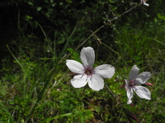 Linum tenuifolium