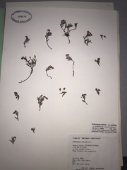 Andromeda polifolia polifolia