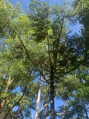 Araucaria