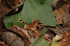 Microhyla achatina