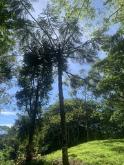 Araucaria
