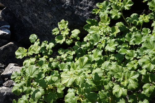 Ribes fragrans (Ribes fragrans)