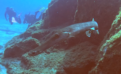 Aulostomus strigosus