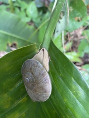 Parthena acutangula