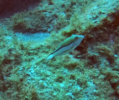 Canthigaster capistrata