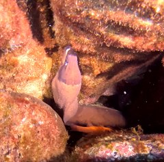Gymnothorax unicolor