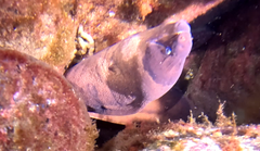 Gymnothorax unicolor