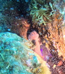 Gymnothorax unicolor