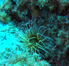 Cerianthus membranaceus