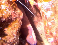 Gymnothorax unicolor