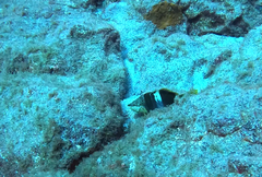 Serranus papilionaceus