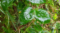 Schisandra arisanensis