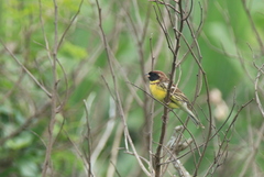 Emberiza aureola