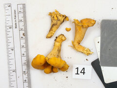 Cantharellus flavolateritius
