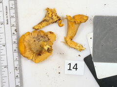 Cantharellus flavolateritius