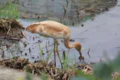 Leucogeranus leucogeranus