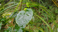 Schisandra arisanensis