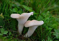 Cuphophyllus pratensis pallidus