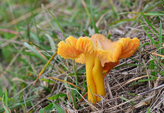 Hygrocybe quieta