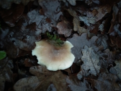 Rhodocollybia