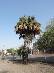 Sabal mexicana