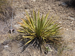 Aciphylla