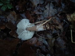 Rhodocollybia