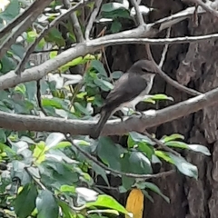 Muscicapa adusta adusta