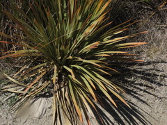 Aciphylla
