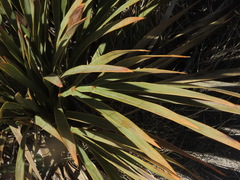 Aciphylla