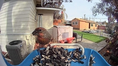 Haemorhous mexicanus