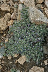 Astragalus kentrophyta