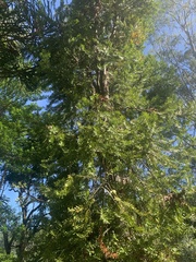 Araucariaceae