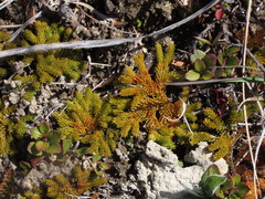 Austrolycopodium fastigiatum