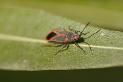 Caenocoris nerii