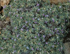 Astragalus kentrophyta
