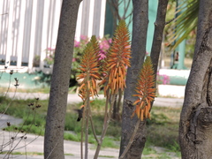 Cynanthus latirostris