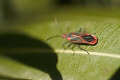 Caenocoris nerii