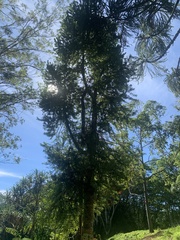 Araucariaceae