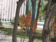 Cynanthus latirostris