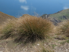 Chionochloa rigida rigida
