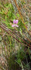 Pelargonium scabrum