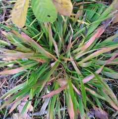 Brachypodium sylvaticum