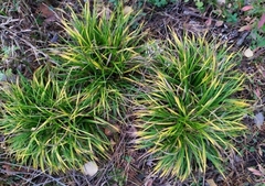 Brachypodium sylvaticum